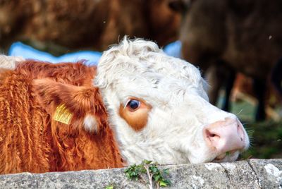 Close-up of cow