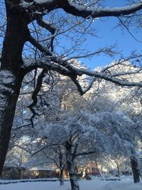 Snow covered trees in winter