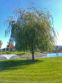 Trees on grassy field