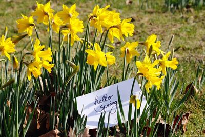 Close-up of yellow flowers blooming outdoors