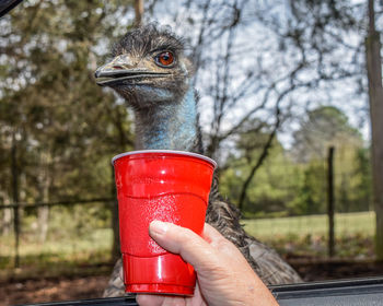 Close-up of a bird perching on hand