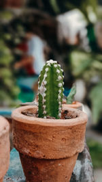 Close-up of succulent plant in pot