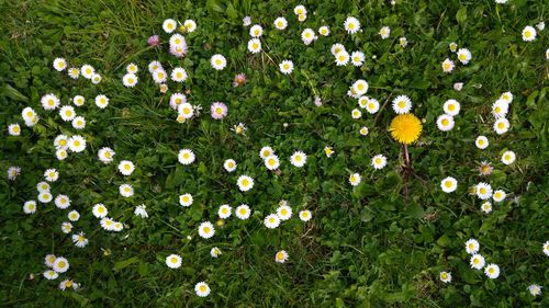 Directly above shot of flowers