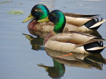 Mallard ducks swimming in lake