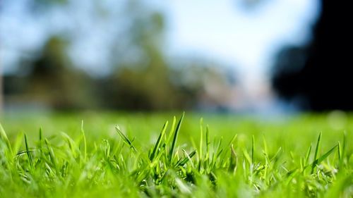 Close-up of grass growing on grassy field