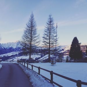 Snow covered plants by trees against sky