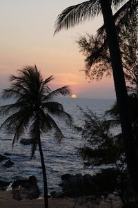 Silhouette palm tree by sea against sky during sunset