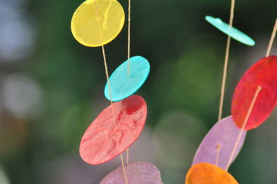 Close-up of housefly on flowering plant