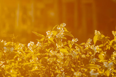 Close-up of yellow flowering plant on field