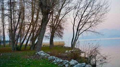 Trees by lake against sky