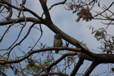 Low angle view of bird perching on tree against sky