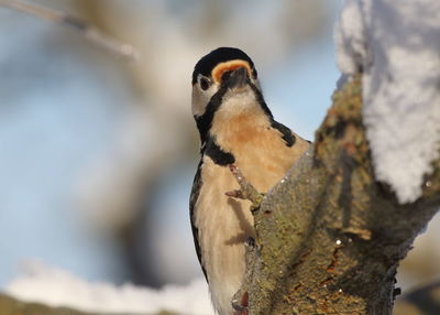 Close-up of a bird perching on tree trunk