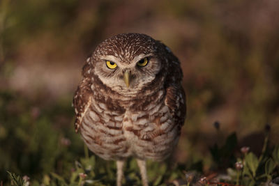 Adult burrowing owl athene cunicularia perched outside its burrow on marco island, florida