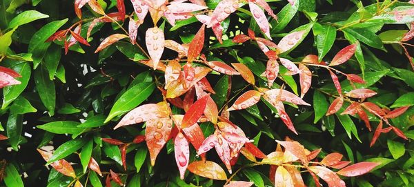 High angle view of plants during autumn