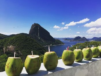 Coconuts arranged on retaining wall against island during sunny day