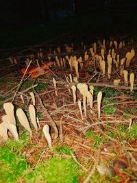 Close-up of mushroom in forest