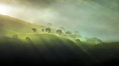 Scenic view of landscape against sky on tea plantation
