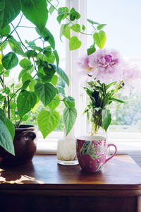 Close-up of potted plants on table against window