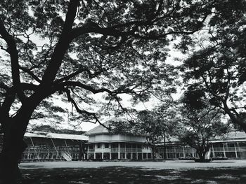 Trees and buildings against sky