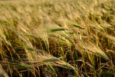 Close-up of wheat growing on field