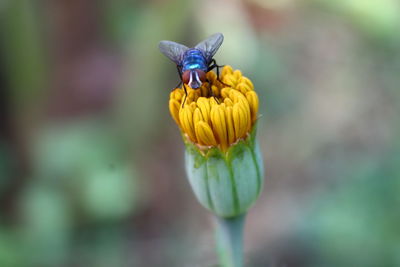 Close-up of insect pollinating on flower