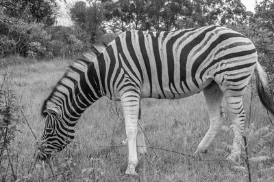 Zebra standing on field black and white 