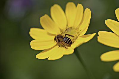 Close-up of insect on yellow flower