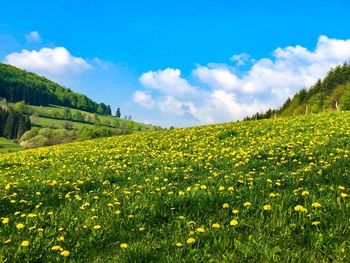 Scenic view of yellow flowering plants on field against sky