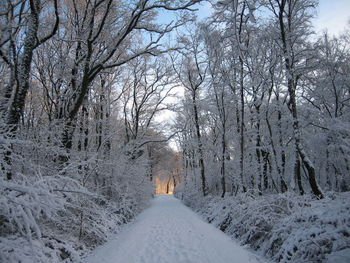 Snow covered road amidst trees in forest