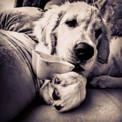 Close-up portrait of dog lying down on sofa