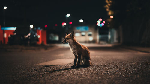 Close-up of horse on street at night