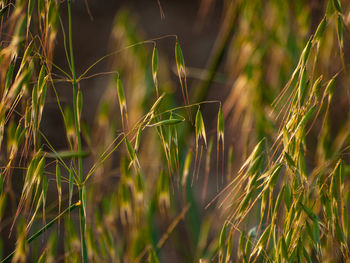 Close-up of crops growing on field