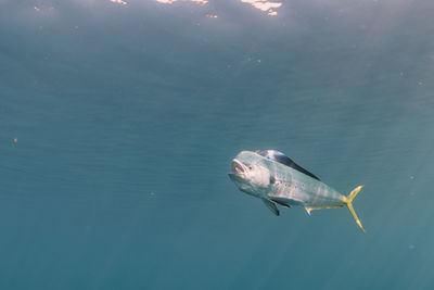 Fish swimming in sea