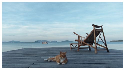 Cat relaxing on the sea against sky