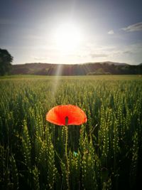 Close-up of poppy growing in field