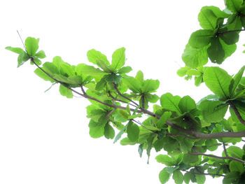 Low angle view of leaves against white background