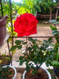 Close-up of red rose in pot