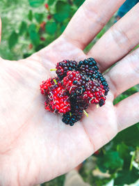 Close-up of hand holding berries