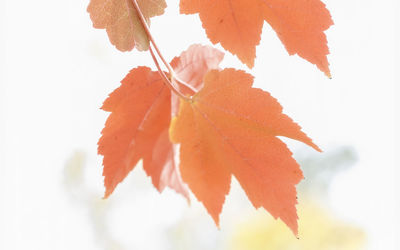Close-up of orange leaves against white background