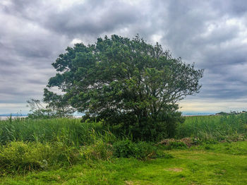 Tree on field against sky