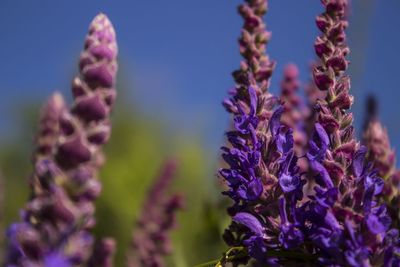 Close-up of purple flowering plants