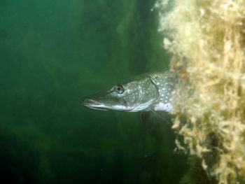 Close-up of fish swimming in sea