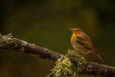 Close-up of bird perching on tree