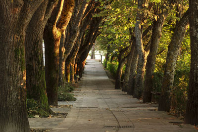 Walkway amidst trees