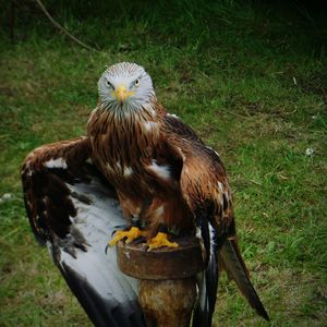 Eagle perching on wooden post