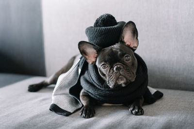 Portrait of a french bulldog