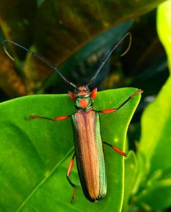 Close-up of insect on leaf