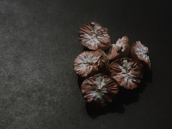 Close-up of seashells against black background