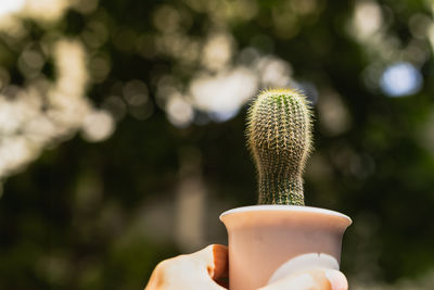 Closeup of hand holding a small cactus.