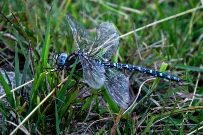 Close-up of butterfly on grass